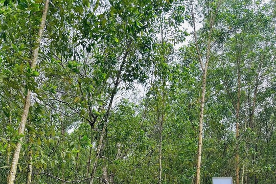 Mang ánh điện thắp sáng đường quê