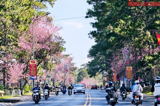 Đà Lạt: Những cung đường nhuộm hồng sắc mai anh đào đón Tết Bính Ngọ 2026