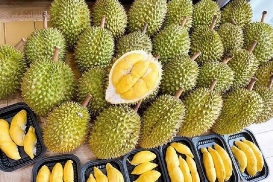 Giá sầu riêng hôm nay 28/1: Sầu Thái tăng mạnh lên 140.000 đồng/kg