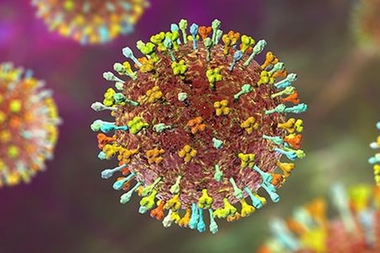 Ngành y tế Đà Nẵng chủ động phòng, chống dịch bệnh do virus Nipah