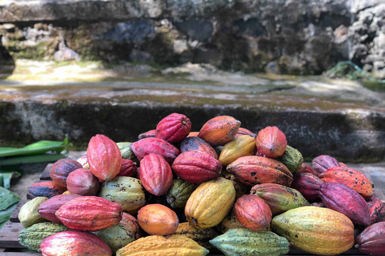 Vietnam gains ICCO recognition for fine flavor cocoa production