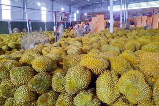 Giá sầu riêng hôm nay 29/1: Sầu Thái loại A duy trì ở mức 140.000 đồng/kg