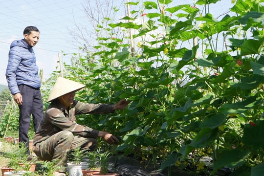 Linh hoạt sản xuất rau quả phục vụ thị trường Tết