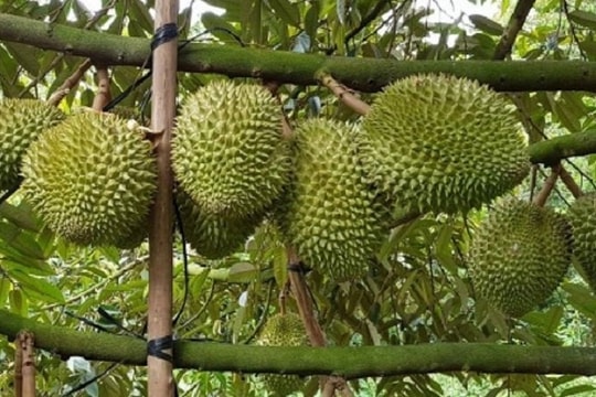 Giá sầu riêng hôm nay 30/1: Ri6 loại A tăng lên 80.000 đồng/kg do khan hàng