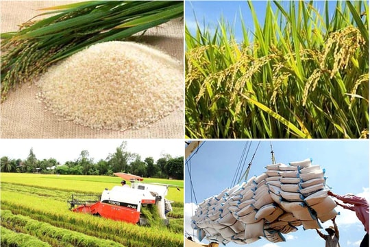 Giá lúa gạo hôm nay 30/1: Thị trường Đồng bằng sông Cửu Long duy trì ổn định