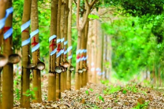 Giá cao su hôm nay 31/1: Sàn Thượng Hải và Osaka giảm nhẹ, thị trường nội địa ổn định