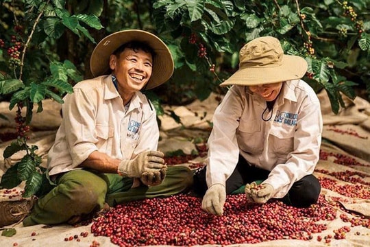 Giá cà phê hôm nay 31/1: Robusta bật tăng, giá trong nước lên mức 101.800 đồng/kg