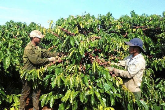 Giá cà phê hôm nay 1/2: Giảm mạnh về mốc 100.000 đồng/kg do áp lực từ Brazil