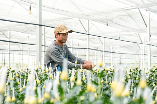 Nông dân Đà Nẵng trồng hoa, quả xứ lạnh phục vụ thị trường Tết