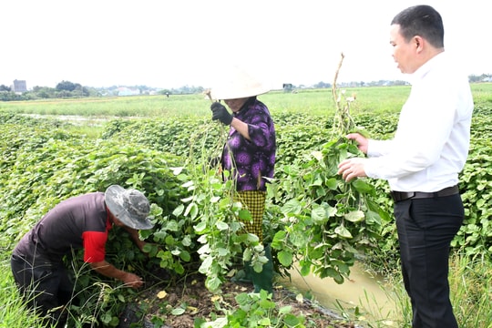 Sức sống mới từ vùng đất cằn cỗi