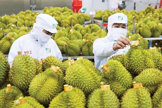 Giá sầu riêng hôm nay 3/2: Sầu Thái loại A đạt 145.000 đồng/kg
