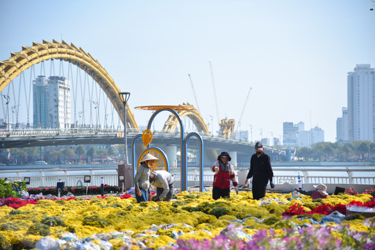 Đường hoa Tết Đà Nẵng 2026: Điểm hẹn được chờ đợi