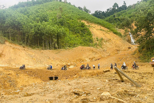 Cần thay đổi cách khai thác rừng keo