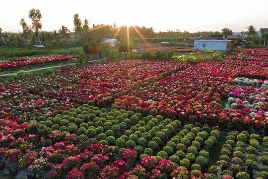 Phú Sơn, Vĩnh Long: Lạc bước giữa vương quốc hoa giấy rực rỡ sắc xuân