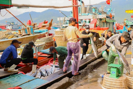Ngư dân Đà Nẵng vươn khơi đón “lộc biển” cuối năm