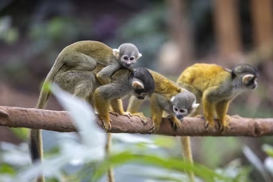 “Thánh địa” nhiệt đới lớn nhất thế giới