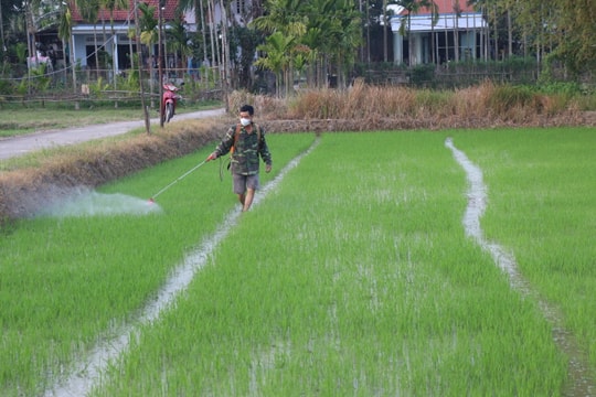 Chủ động thăm đồng, phòng trừ sinh vật gây hại cây trồng dịp Tết