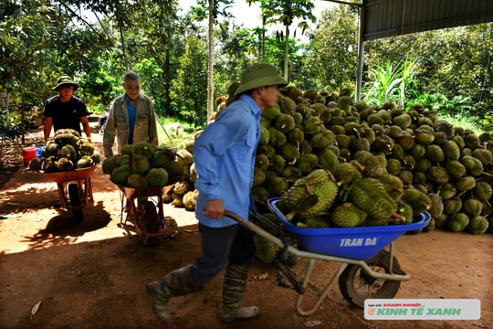 Đắk Lắk triển khai giải pháp vượt rào cản kỹ thuật cho sầu riêng xuất khẩu