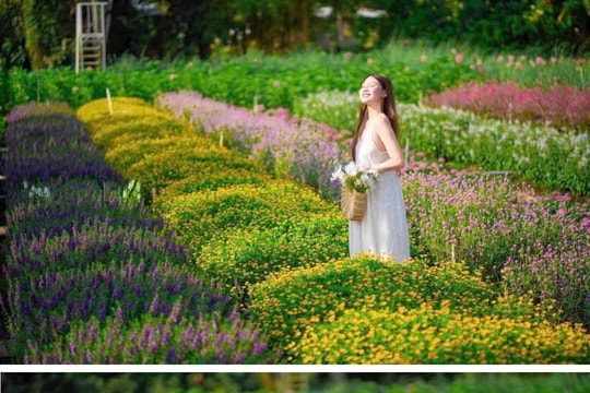 Đồng Tháp: Trải nghiệm dải hoa gradient và mê cung cổ điển tại vườn hoa Mãn Đình Hồng