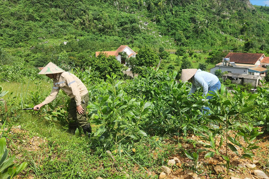 Đà Nẵng hỗ trợ 55 triệu đồng/ha/chu kỳ trồng rừng gỗ lớn