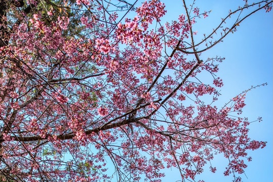 Đà Lạt: Ngắm sắc mai anh đào nhuộm hồng hai ngôi trường đẹp tựa thước phim điện ảnh