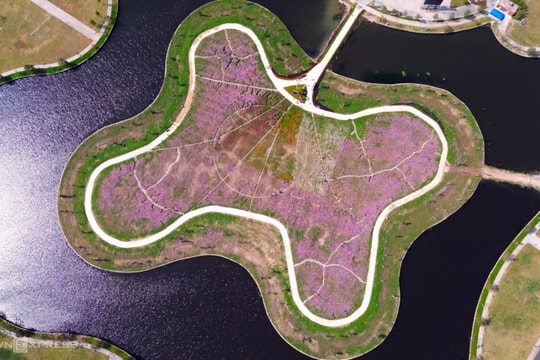 Cà Mau: Đảo hoa cánh bướm 2,5 ha rực rỡ sắc xuân hút khách tham quan