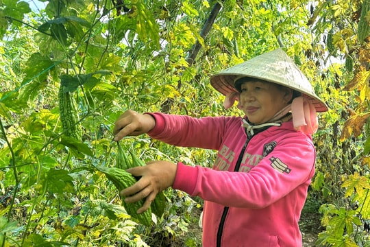 Hồi sinh trên những cánh đồng Xuân