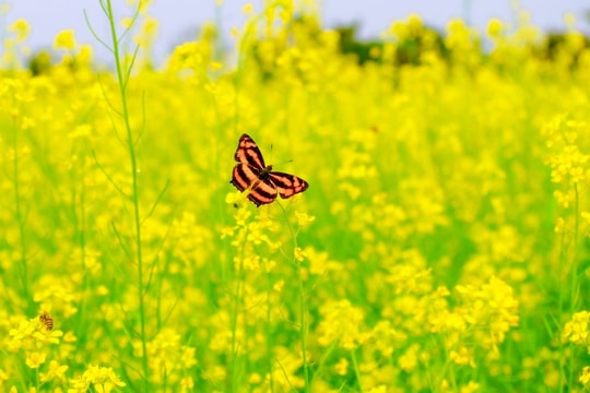 Ngồi chờ xuân tới