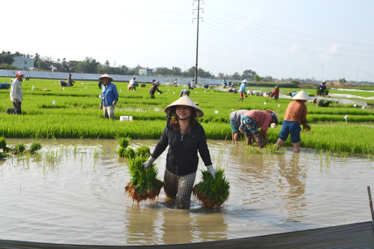 Nông dân Đại Lộc xuống đồng cấy mạ bố đầu xuân Bính Ngọ