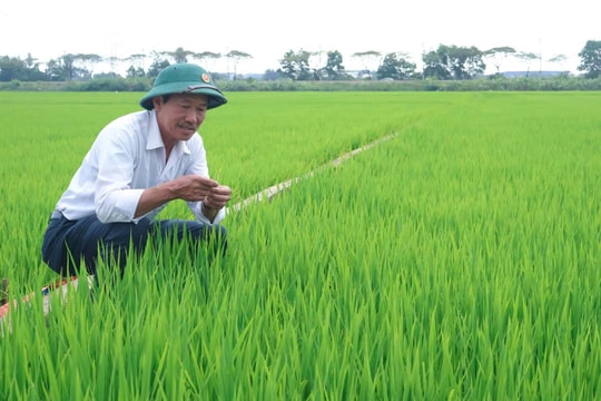 Xuống đồng đầu năm