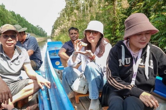 Cà Mau: Độc đáo trải nghiệm ăn ong và thưởng thức mật ngọt giữa rừng tràm U Minh Hạ
