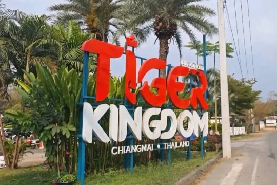 Chiang Mai: 72 con hổ chết bất thường tại các khu du lịch nổi tiếng