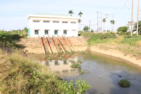 Khẩn trương chống nhiễm mặn cho cây lúa