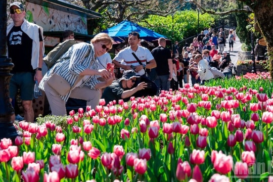 Thousands flock to admire one million tulips in bloom atop Ba Na Hills