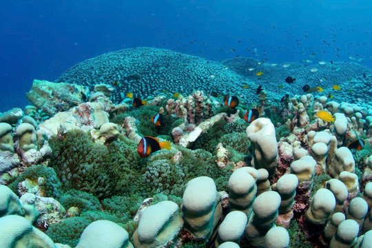 Phát hiện quần thể san hô lớn nhất thế giới tại Australia