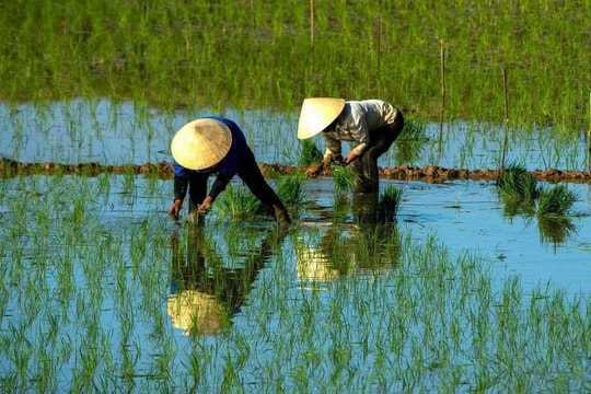 Tháng Giêng cấy lúa ngoài đồng