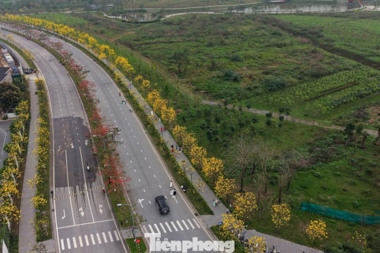 Hà Nội: Chiêm ngưỡng sắc vàng phong linh và hoa gạo đỏ nở rộ phía Tây thủ đô
