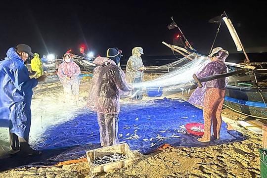 Ngư dân Tam Thanh trúng đậm mùa cá trích