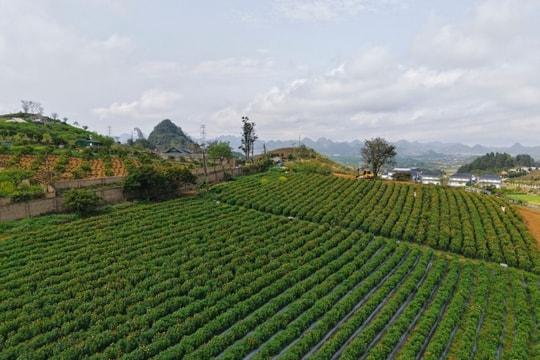 Mộc Châu: Check-in đồi hoa bất tử 4.000 m2 rực rỡ giữa cao nguyên
