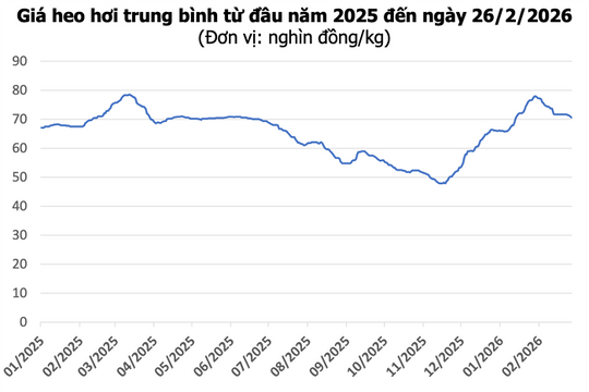 Giá heo hơi hôm nay 26/2: Miền Bắc giảm mạnh 2.000 đồng, thị trường dao động 69.000 - 72.000 đồng