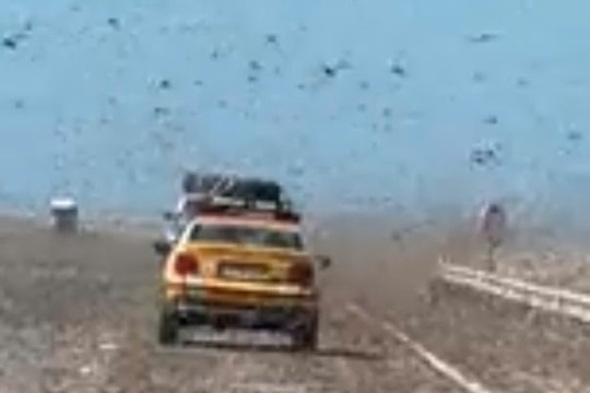 Sahara và quần đảo Canary: Trải nghiệm nghẹt thở giữa đàn châu chấu khổng lồ