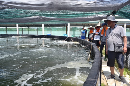 Vào mùa nuôi tôm nước lợ