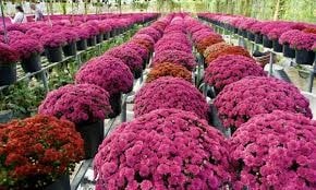 Kim ngạch xuất khẩu rau quả sang Nhật Bản vượt 6.180 tỷ đồng, tăng trưởng gần 18%