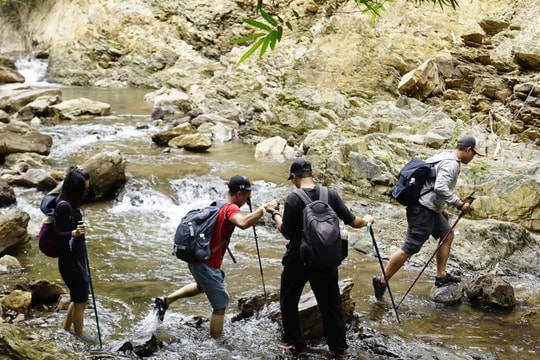 Băng qua rừng già