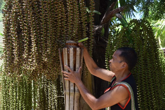 Khơi lại men rượu tà vạc
