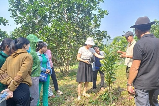 Xây dựng thương hiệu trái cây Tiên Phước