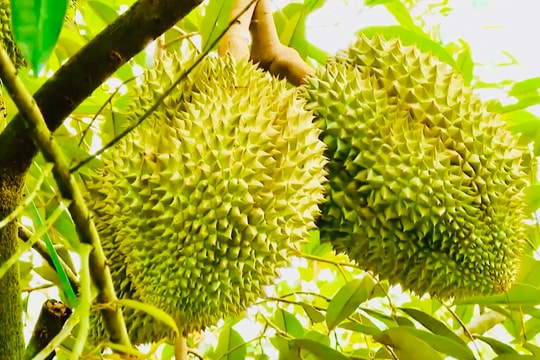 Giá nông sản hôm nay 5/3/2026: Cà phê, hồ tiêu giảm mạnh, sầu riêng vẫn neo cao, lúa gạo ổn định