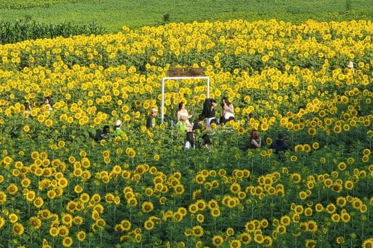 Sunflower field in Da Nang: Perfect agri-tourism & check-in spot
