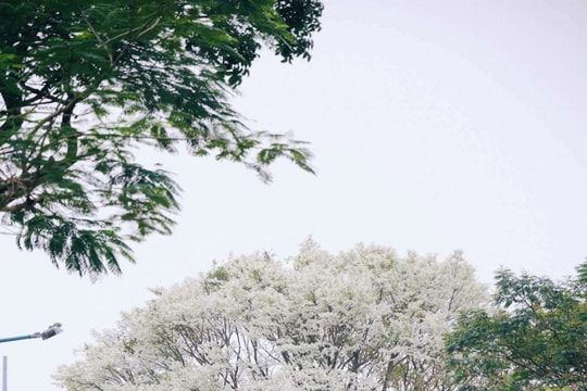 Hà Nội tháng 3: Cẩm nang săn ảnh tại 6 cung đường hoa sưa trắng tinh khôi