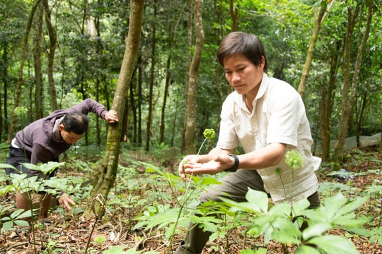 Da Nang mobilizes resources to develop medicinal herb industry